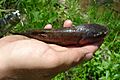 Horned Chub