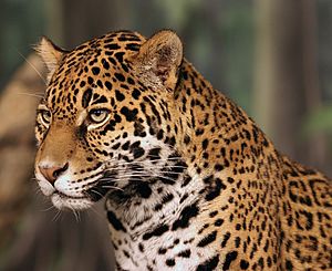 Jaguar head shot