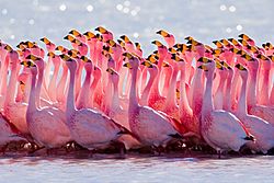 James's Flamingo mating ritual