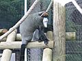 Jielbeaumadier cercopitheque de brazza 2 mjp paris 2014