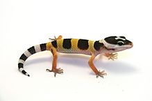 Juvenile-leopard-gecko-2