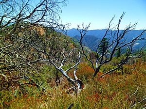 LA Natl Forrest4