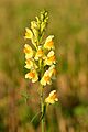 Linaria vulgaris - harilik käokannus Valingu
