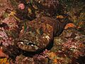 Lingcod3