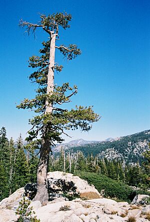 Lodgepole, looking east