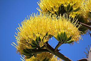 Maguey Agave Blossoms