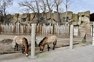 MaleMongolianHorses