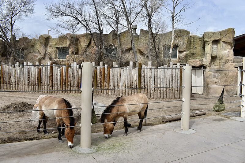 MaleMongolianHorses