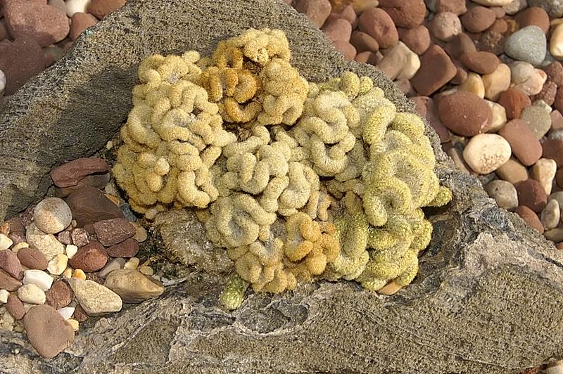 Mammillaria elongata Cristata 0zz