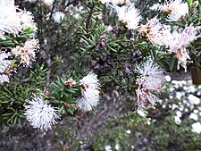 Melaleuca bromelioides 02