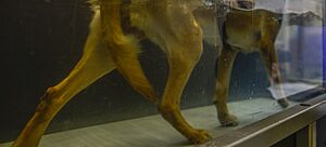 Military working dog surgery 160126-F-IF848-133