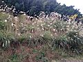 Miscanthus sinensis in Akizuki, Asakura, Fukuoka