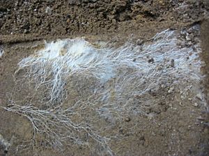 Mushroom's roots (mycélium)