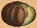 Muskmelon, the largest in cultivation (extract)