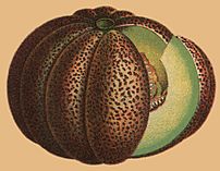 Muskmelon, the largest in cultivation (extract)