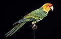 Naturalis Biodiversity Center - ZMA.AVES.3159 - Conuropsis carolinensis Linnaeus, 1758 - Psittacidae - skin specimen.jpeg
