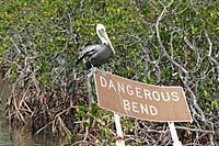 Nonbreeding Adult Brown Pelican at a Dangerous Bend amid a Mangrove Forest