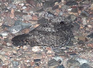 POORWILL, COMMON (4-8-12) 78 circulo montana, patagonia lake ranch estates, scc, az -01 (6911516286).jpg