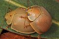 Paropsisterna crocata Coldstream4