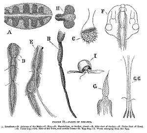 Parts of Bed-Bug