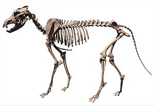 Perot Museum dire wolf 2