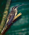 Phaethornis longirostris baroni
