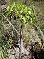 Pittocaulon praecox