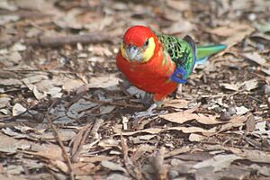 Platycercus icterotis1