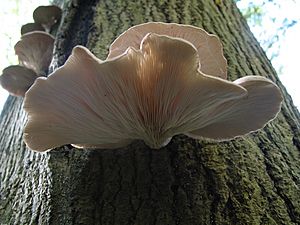 Pleurotus ostreatus JPG7