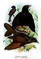 Poeoptera Gronvold