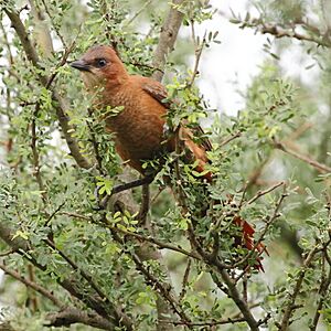 Pseudoseisura lophotes - Brown Cacholote.JPG