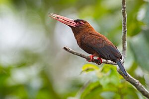 Purus jacamar (Galbalcyrhynchus purusianus).jpg