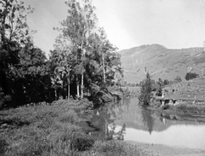 Queensland State Archives 1933 Scene on Upper Currumbin Creek c 1934