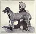 Rampur Greyhound from 1915
