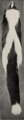 Revision of the skunks of the genus Chincha (1901) pl. 1 M. m. mephitis