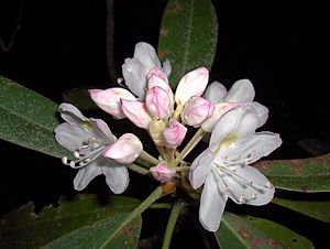 Rhododendron maximum (homeredwardprice) 003