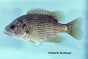 Roanoke Bass.jpg