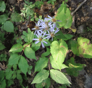 Low rough aster Facts for Kids