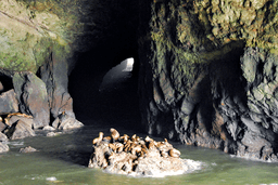 Sea-Lion-Caves.png