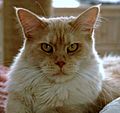 Shaded Tan Maine Coon cat