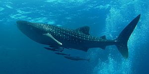 Similan Dive Center - great whale shark.jpg