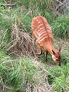 Sitatunga at the Maryland Zoo