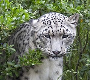 Snow Leopard 1 (4693059450)