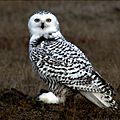 Snowy Owl Barrow Alaska