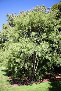 Sophora fulvida tree