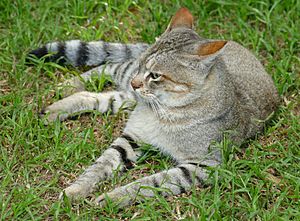 African wild hot sale cat facts