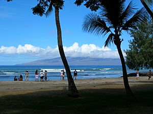 Starr-050722-2952-Cocos nucifera-habit-Launiupoko-Maui (24479812250).jpg