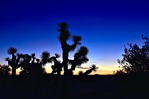 Sunrise at Arthur B Ripley Desert Woodland State Park