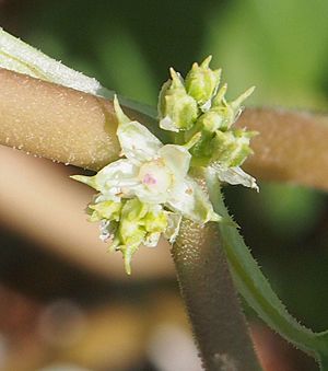 Tetragonia eremaea flower.jpg