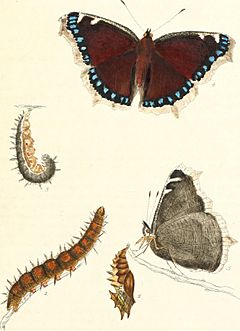 The papilios of Great Britain - systematically arranged, accurately engraved, and painted from nature with the natural history of each species (1795) (14781760254)